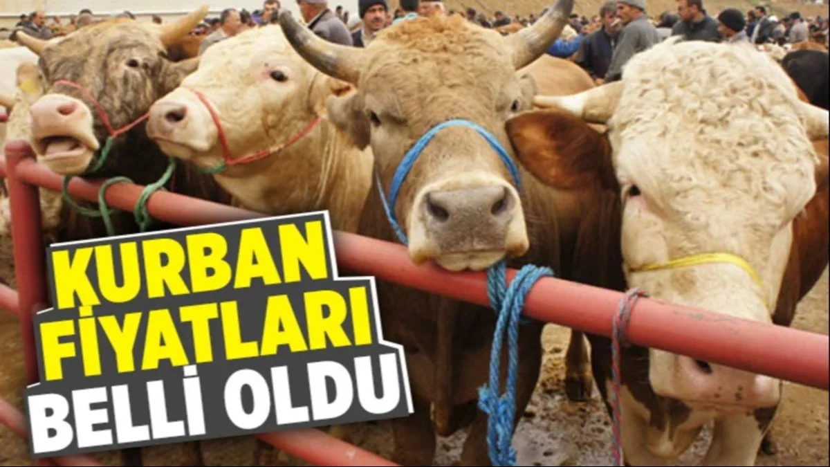 Kurban Piyasasında Yeni Tablo! Küçükbaş Ve Büyükbaş Fiyatları Açıklandı - Gündem Haberleri