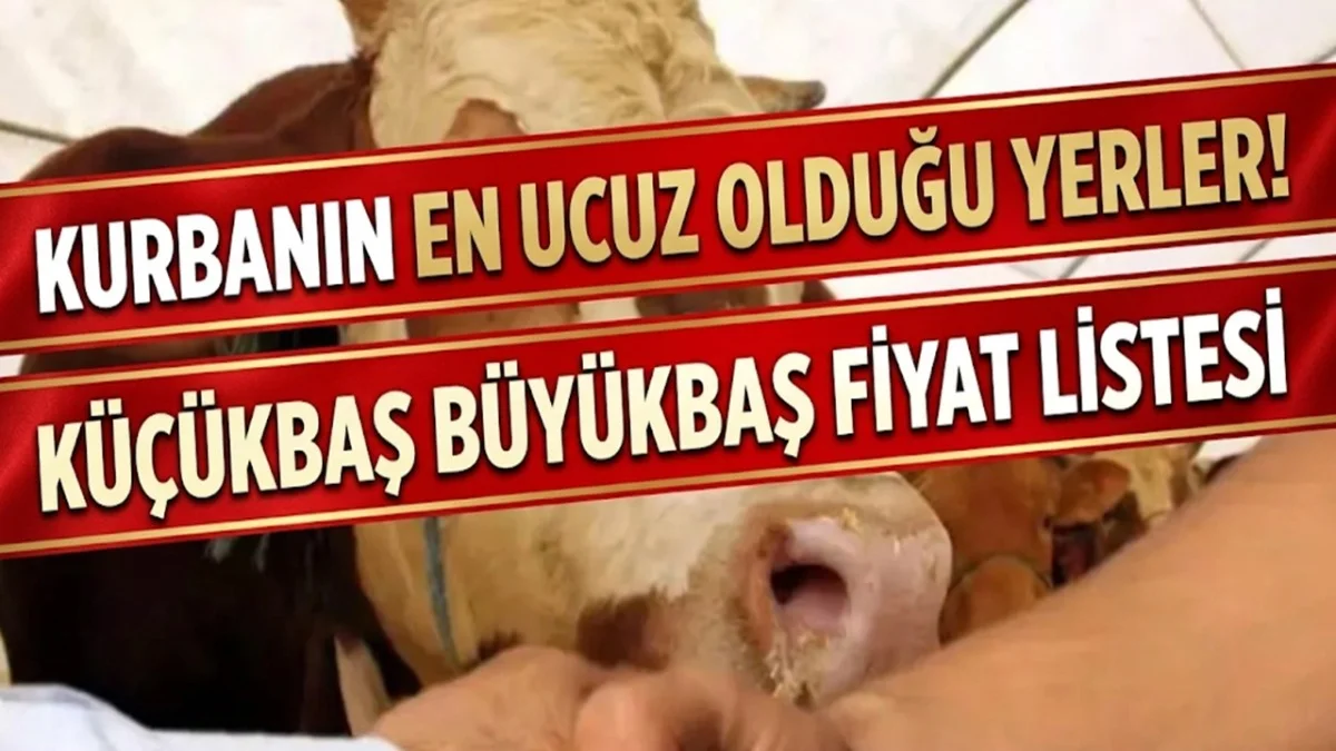Kurbanın En Ucuz Olduğu İller! Küçükbaş Büyükbaş Güncel Fiyatları Ortaya Çıktı - Ekonomi Haberleri