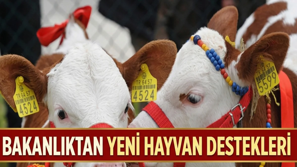 Tarım Bakanlığı'ndan Hayvan Başına 10 Bin TL Teşvik!